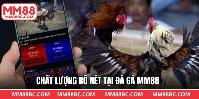 Các trận đá gà MM88 online có chất lượng rõ nét Các trận đá gà MM88 online có chất lượng rõ nét